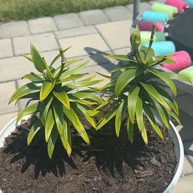 Photo of the plant species Easter Lily by @DiverseIvy40 named Tree Diddy on Greg, the plant care app