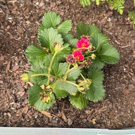 Photo of the plant species Beach Strawberry by @DiverseIvy40 named Tolkien on Greg, the plant care app