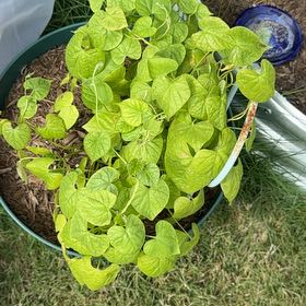 Photo of the plant species Purple Morning Glory by @DiverseIvy40 named Fernie Mercury on Greg, the plant care app