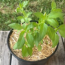 Photo of the plant species Lemon Basil by @SturdyNeem12 named Remington on Greg, the plant care app