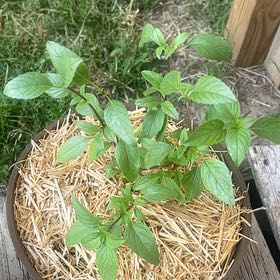 Photo of the plant species Thai Basil by @SturdyNeem12 named Navajo on Greg, the plant care app