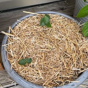 Photo of the plant species Black-eyed Peas by @SturdyNeem12 named Kendall on Greg, the plant care app