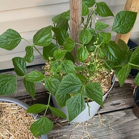Photo of the plant species Heirloom Blue Lake Bush Bean by @SturdyNeem12 named Anne on Greg, the plant care app