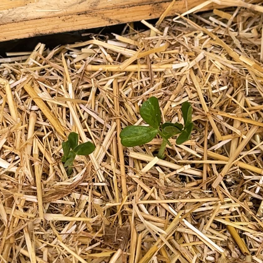 Photo of the plant species Peas by @SturdyNeem12 named Shakira on Greg, the plant care app