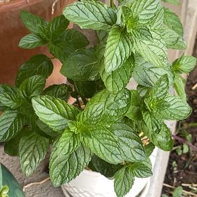 Photo of the plant species Mojito Mint by @SturdyNeem12 named Kesha on Greg, the plant care app