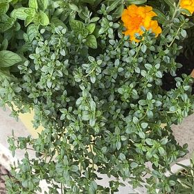 Photo of the plant species Lemon Thyme by @SturdyNeem12 named Luna on Greg, the plant care app