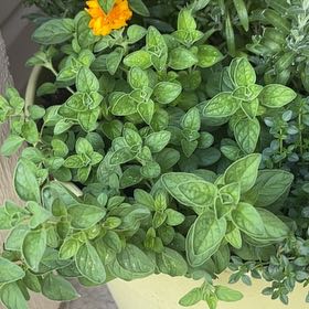 Photo of the plant species Greek Oregano by @SturdyNeem12 named Zeus on Greg, the plant care app