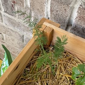 Photo of the plant species Dill by @SturdyNeem12 named Coco on Greg, the plant care app