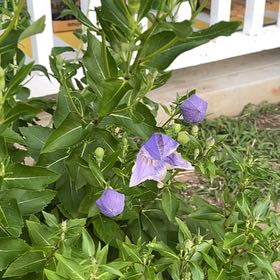 Photo of the plant species Balloon-Flower by @SturdyNeem12 named Drake on Greg, the plant care app