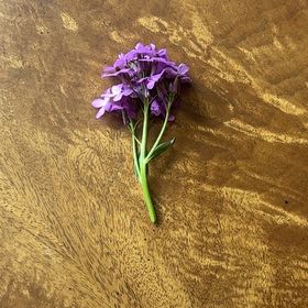 Photo of the plant species Purple Toadflax by @HeadCreamcups58 named Stella on Greg, the plant care app