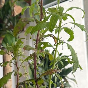 Photo of the plant species Wormseed by @HipPondapple51 named Epazote on Greg, the plant care app