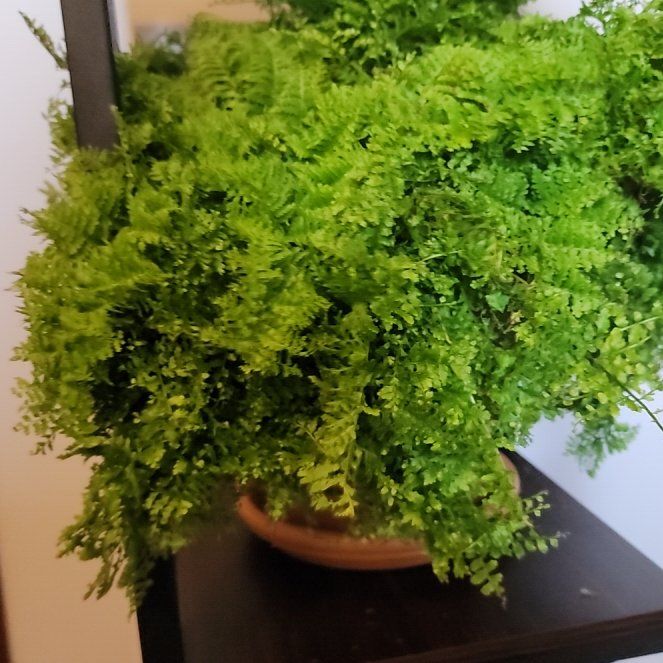 Photo of the plant species Cotton Candy Fern by @SavvyCocoplum12 named Tommy Coolatta on Greg, the plant care app