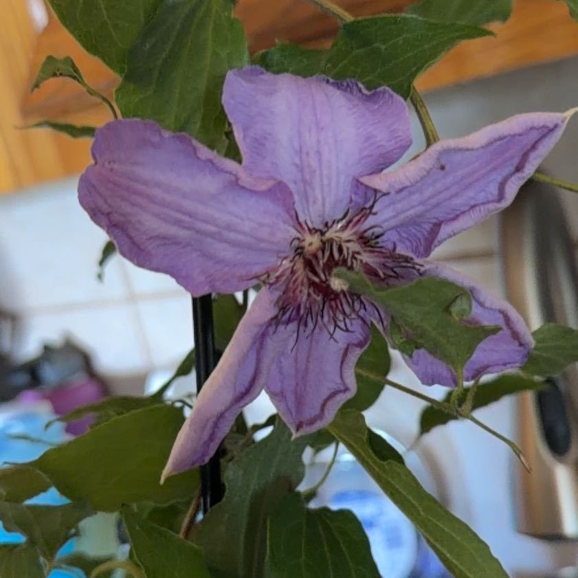 Photo of the plant species Italian Leather Flower by @YesTobacco31 named Drake on Greg, the plant care app