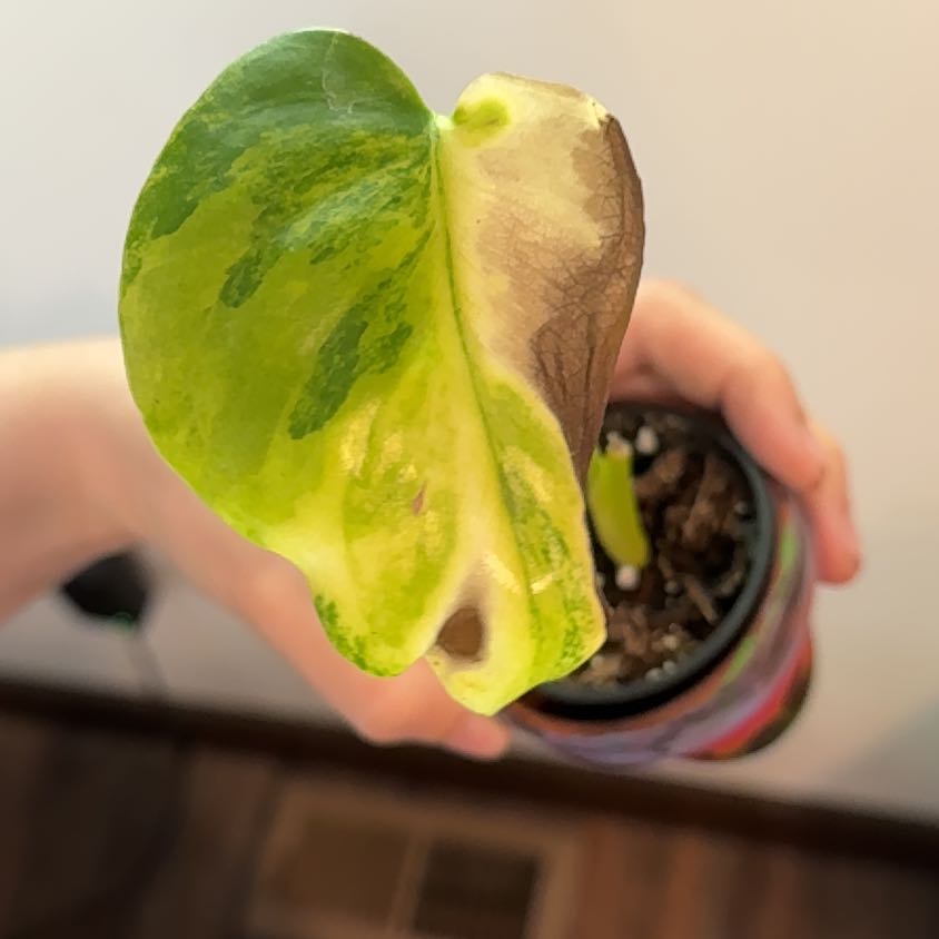 Photo of the plant species yellow variegated monstera by @DoughtyPawpaw92 named Scarlett on Greg, the plant care app