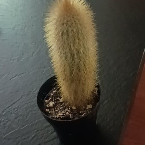Photo of the plant species Bergerocactus Emoryi by @TrustyCashew20 named Orwell on Greg, the plant care app