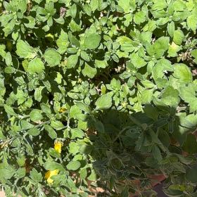 Photo of the plant species Straggler Daisy by @ShowyBilberry91 named Pax on Greg, the plant care app