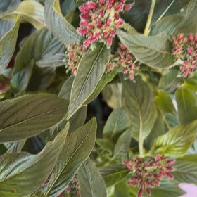 Photo of the plant species Egyptian Starcluster by @ShowyBilberry91 named Forrest on Greg, the plant care app