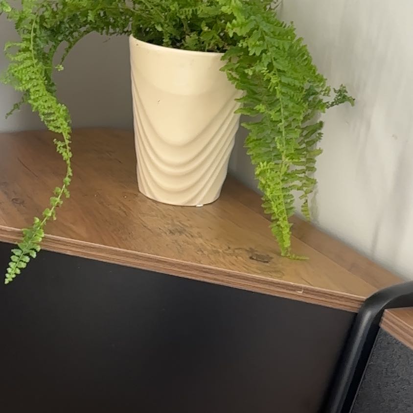 Photo of the plant species fluffy ruffle fern by @ConsiderateRye1 named Osmo on Greg, the plant care app