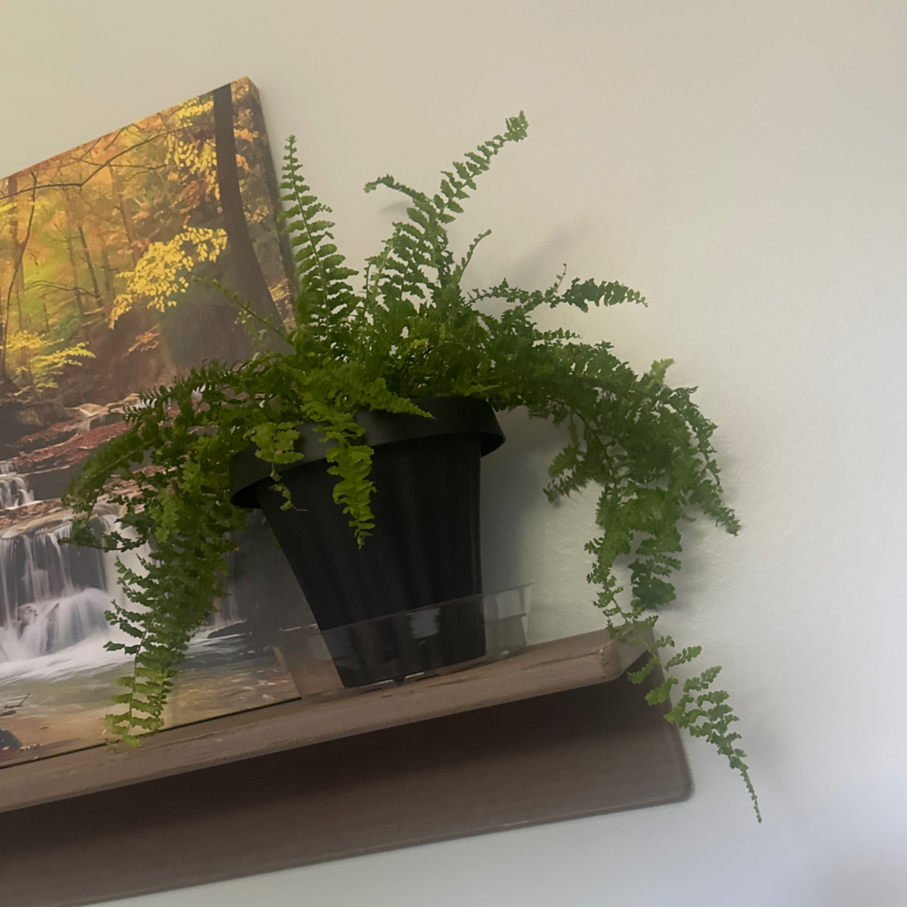 Photo of the plant species fluffy ruffle fern by @ConsiderateRye1 named Osmo on Greg, the plant care app