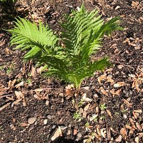 Photo of the plant species Cinnamon Fern by @FabPetunia56 named Lola on Greg, the plant care app