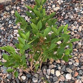 Photo of the plant species Lilac by @FabPetunia56 named Sir Plancelot on Greg, the plant care app