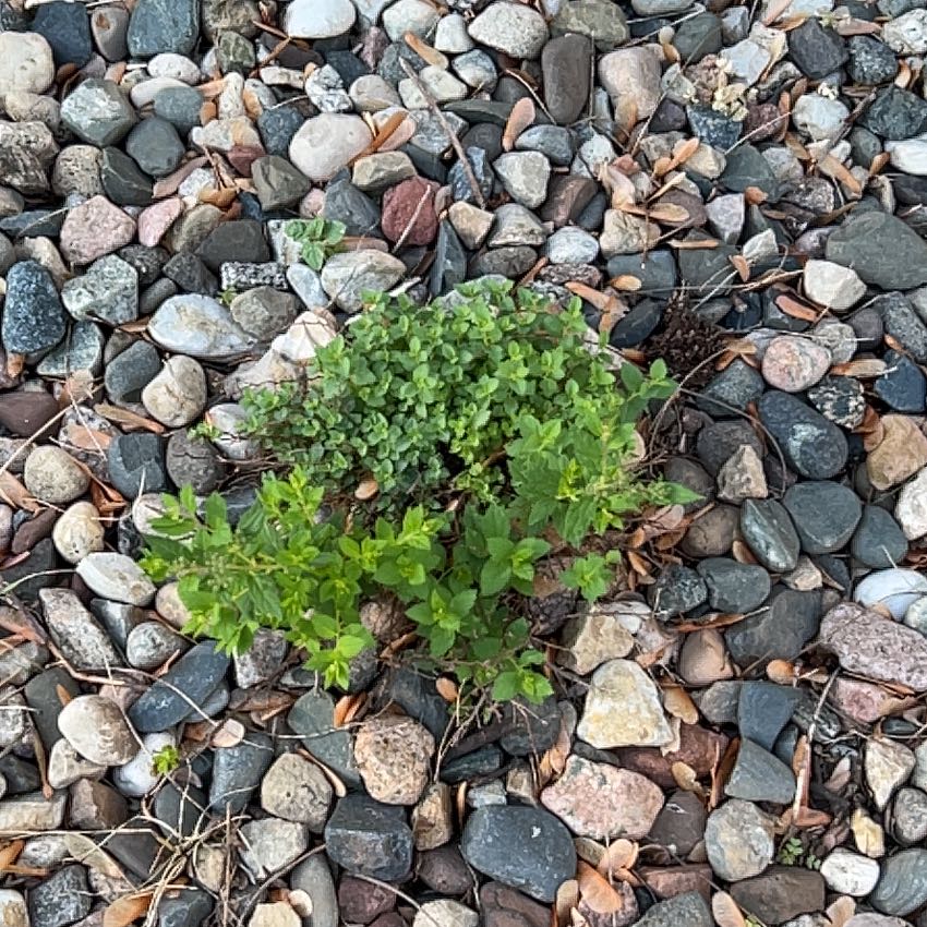 Photo of the plant species Black Medick by @FabPetunia56 named Messi on Greg, the plant care app