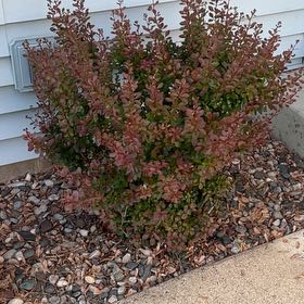 Photo of the plant species Cape Myrtle by @FabPetunia56 named Leaf Erickson on Greg, the plant care app