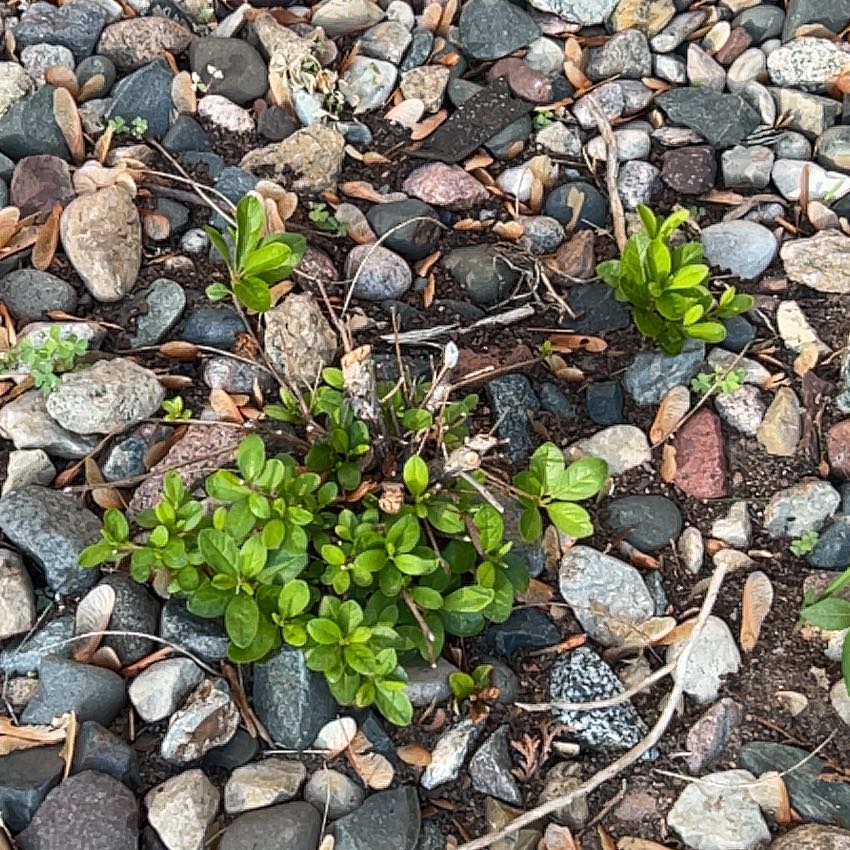 Photo of the plant species Northern Twinflower by @FabPetunia56 named Peter Parker on Greg, the plant care app