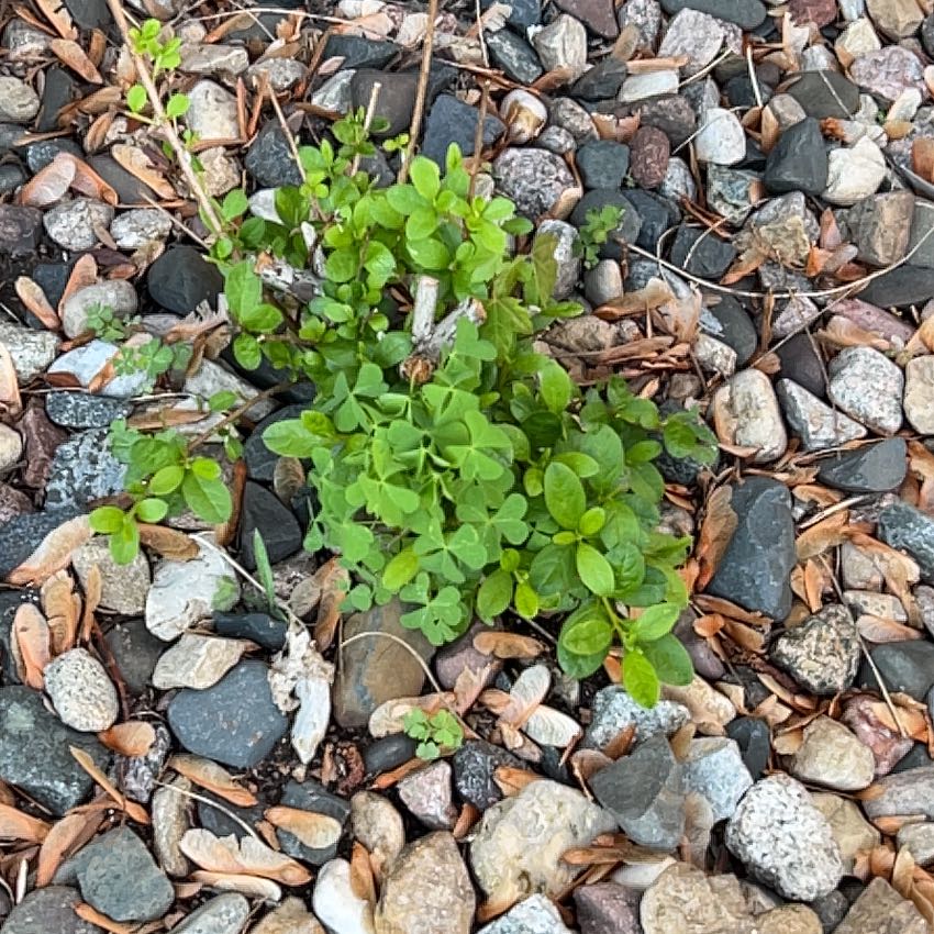 Photo of the plant species Black Medick by @FabPetunia56 named Ulysses S Plant on Greg, the plant care app