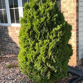 Photo of the plant species American Arborvitae by @FabPetunia56 named Oscar on Greg, the plant care app