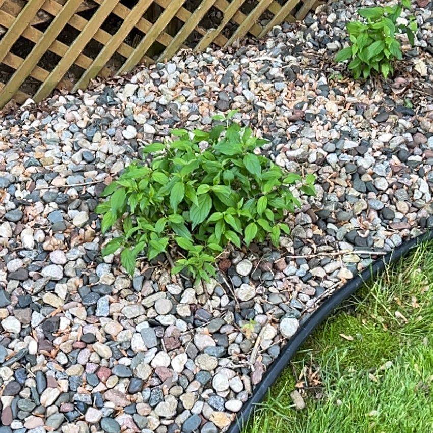 Photo of the plant species Pellitory Of The Wall by @FabPetunia56 named Spike Leaves on Greg, the plant care app