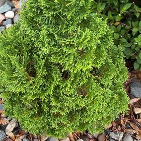 Photo of the plant species Arborvitae by @FabPetunia56 named Sonora on Greg, the plant care app