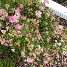 Photo of the plant species Rose Meadowsweet by @FabPetunia56 named Hemingway on Greg, the plant care app