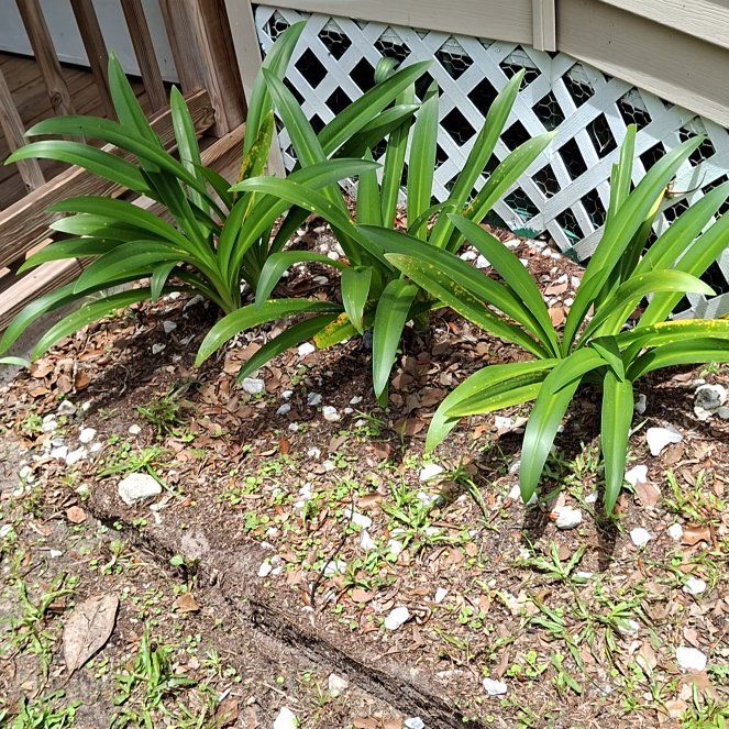 Photo of the plant species Beach Spiderlily by @patioqueen62 named Bieber on Greg, the plant care app