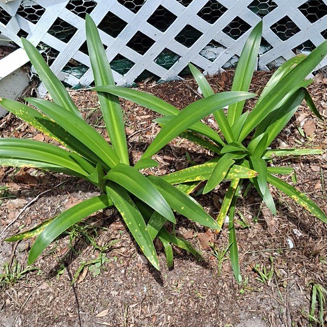 Photo of the plant species Beach Spiderlily by @patioqueen62 named Harper on Greg, the plant care app