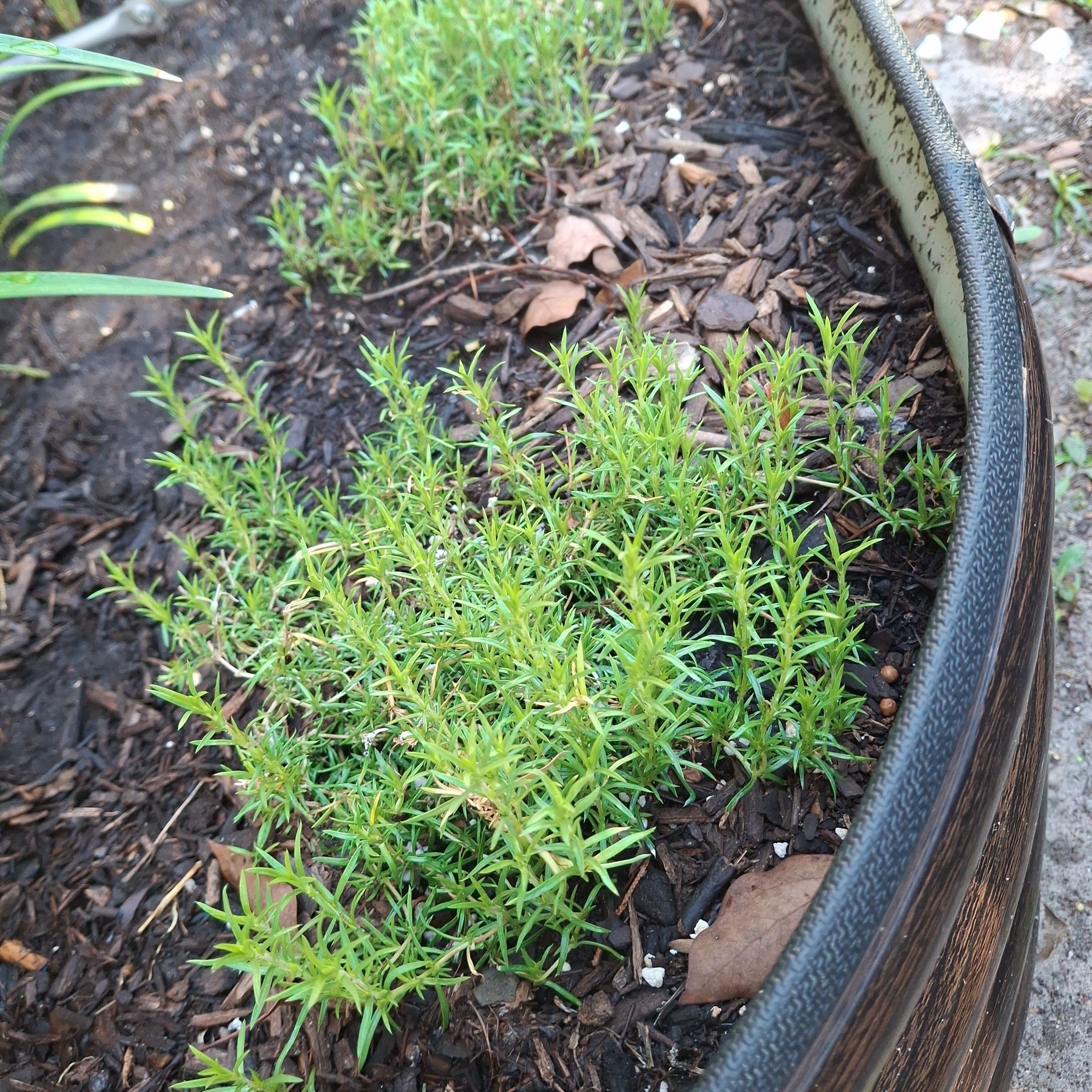 Photo of the plant species Moss Phlox by @patioqueen62 named Prince on Greg, the plant care app