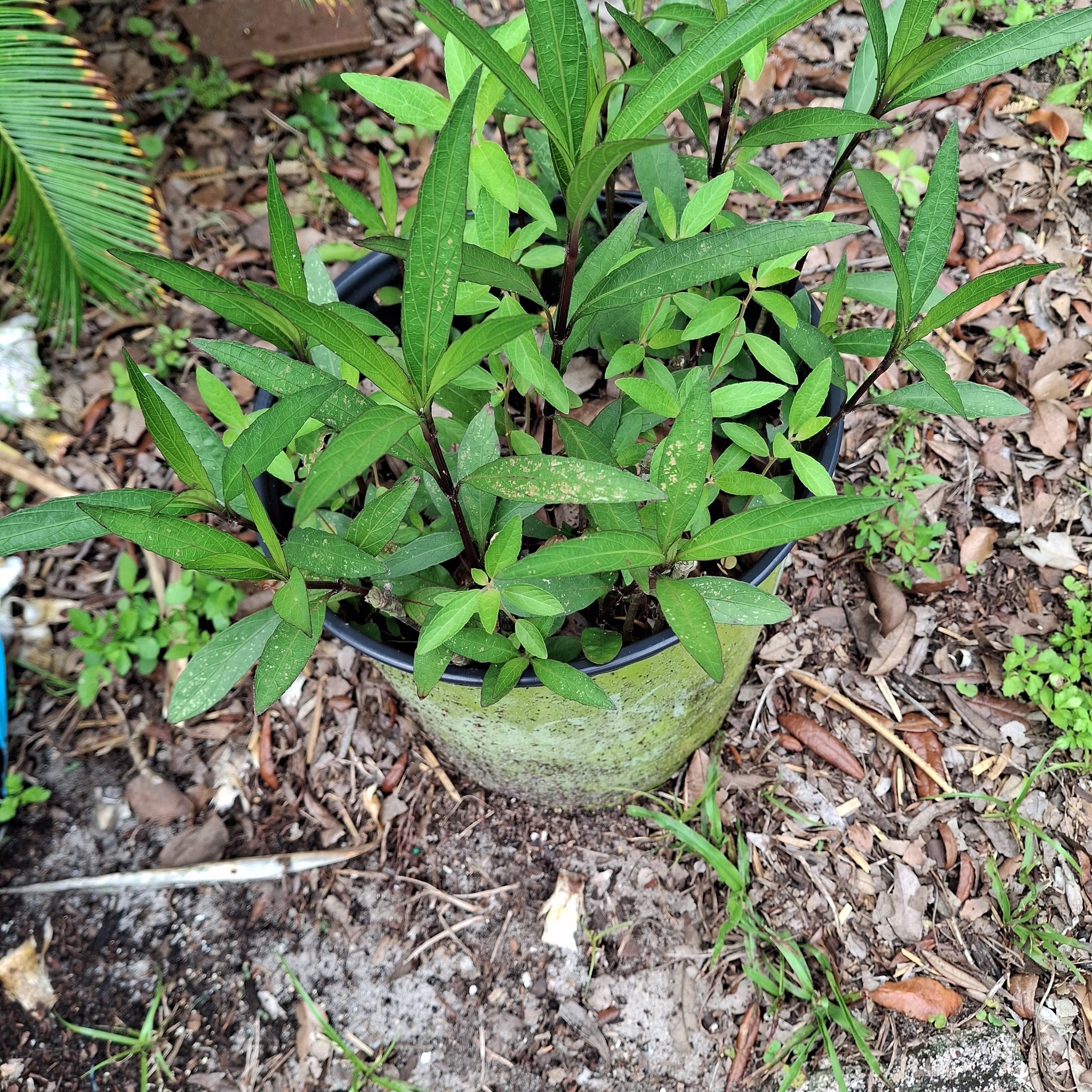 Photo of the plant species Mexican Bluebell by @patioqueen62 named Xena on Greg, the plant care app