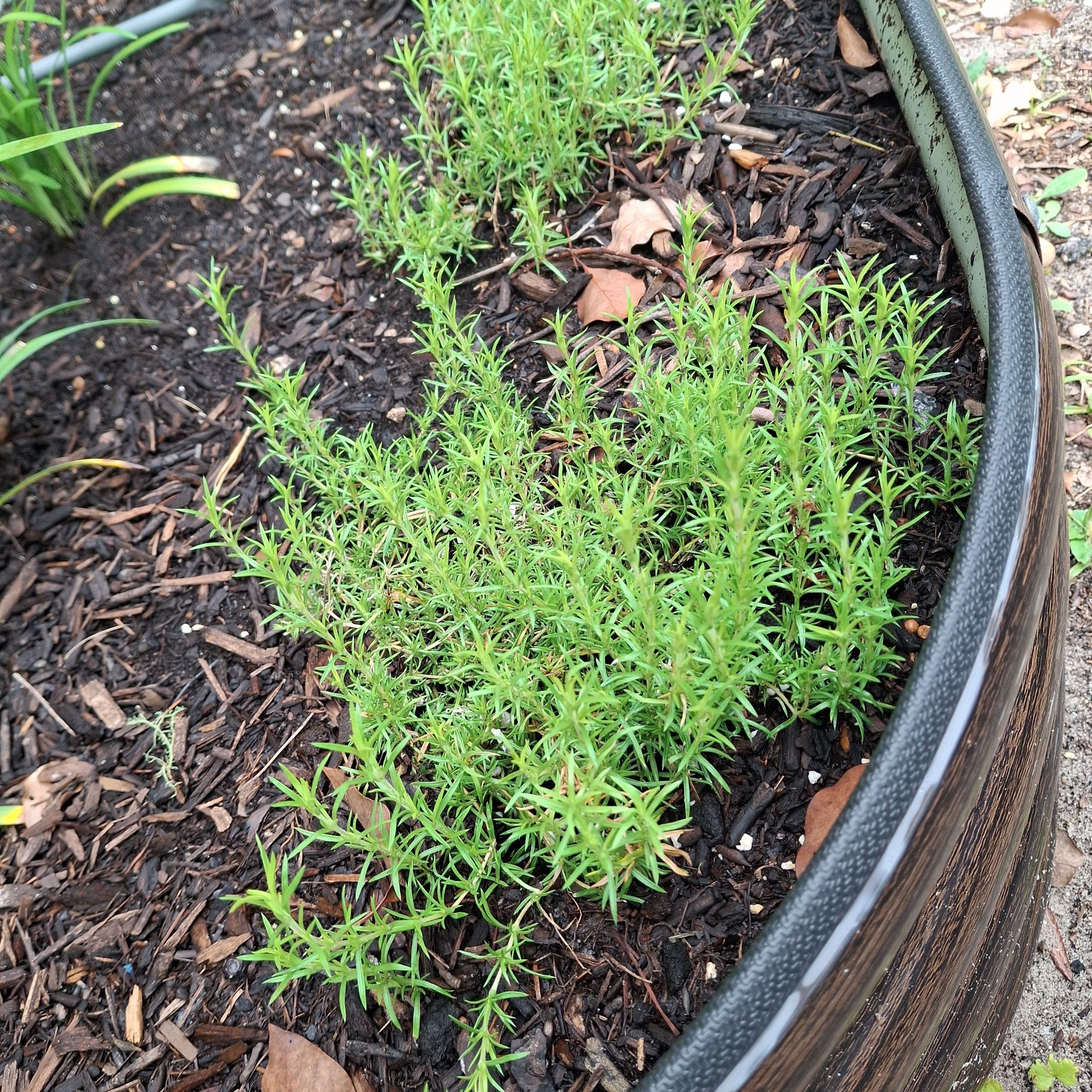 Photo of the plant species Moss Phlox by @patioqueen62 named Sahara on Greg, the plant care app