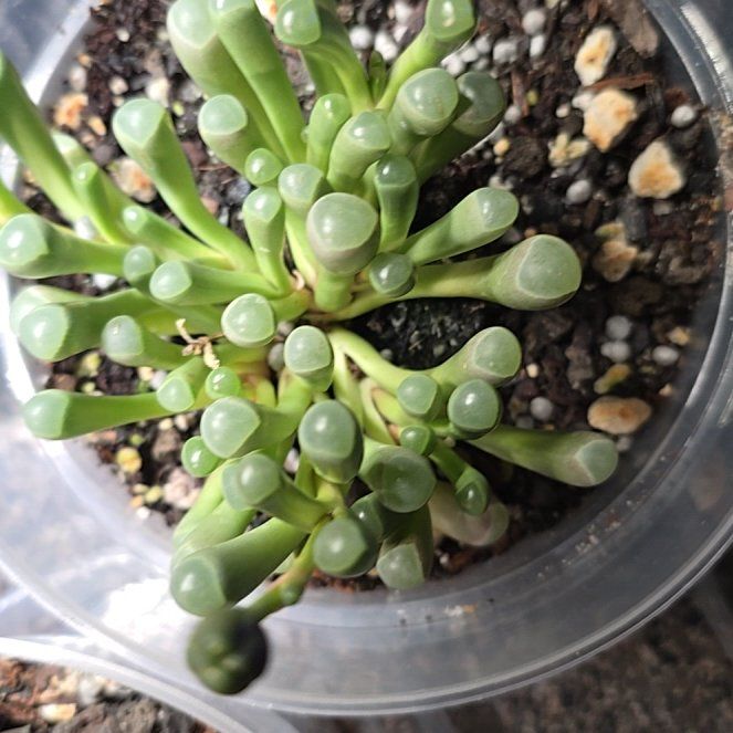Photo of the plant species Baby Toes by @NewBlueech43 named Bella on Greg, the plant care app