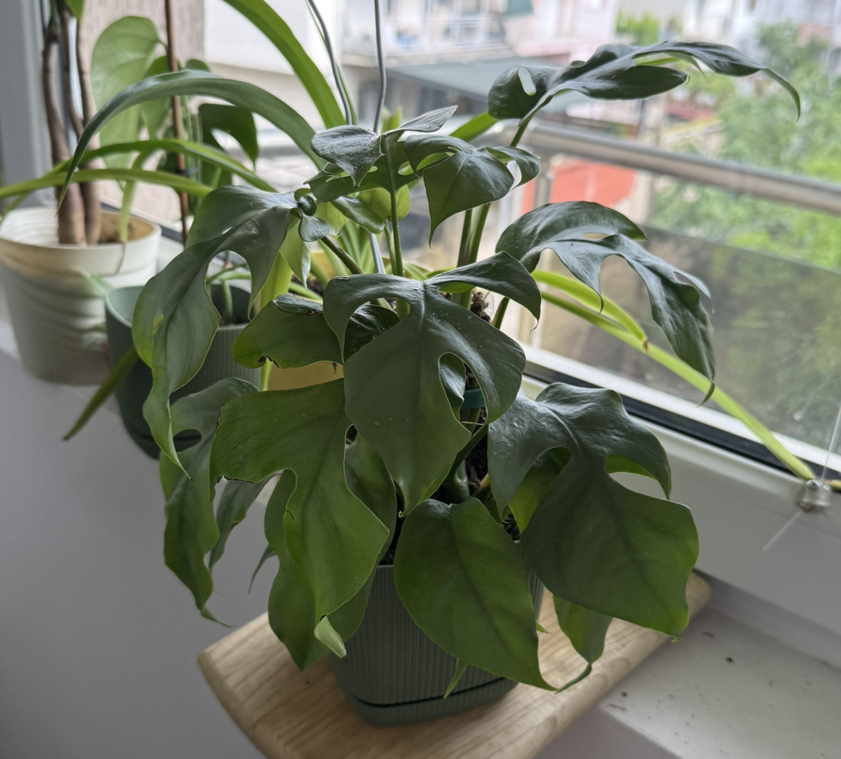 Photo of the plant species Monstera Ginny by @SisterlyCowpea named Remington on Greg, the plant care app