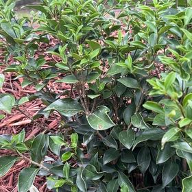 Photo of the plant species Glossy Privet by @JollyCostmary46 named Surya on Greg, the plant care app