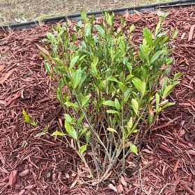 Photo of the plant species English Laurel by @JollyCostmary46 named Forrest on Greg, the plant care app