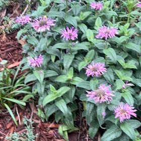 Photo of the plant species Oswego Tea by @JollyCostmary46 named Tupot amaroot on Greg, the plant care app