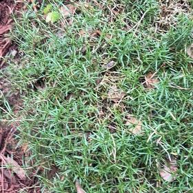 Photo of the plant species Moss Phlox by @JollyCostmary46 named Rainier on Greg, the plant care app