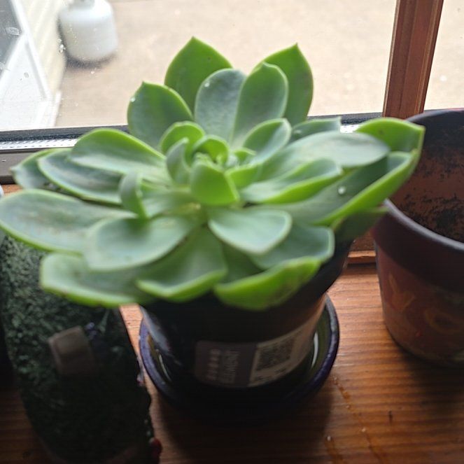 Photo of the plant species Echeveria Hybrid by @PlayfulFicus86 named Achilles on Greg, the plant care app