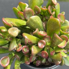 Photo of the plant species Crassula 'Ogre Ears' by @chelseatx named Captain Plant-it on Greg, the plant care app