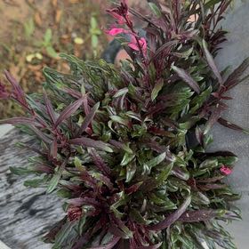 Photo of the plant species Pink Gaura by @chelseatx named Eva on Greg, the plant care app