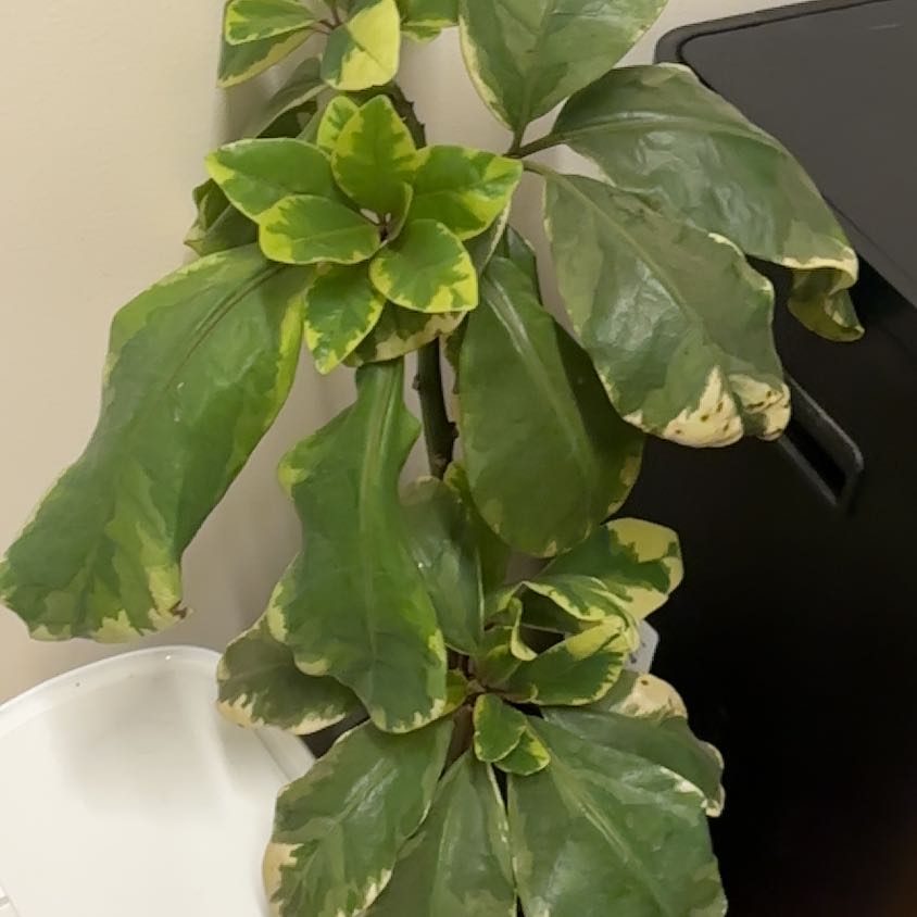 Photo of the plant species Variegated Pisonia by @DominantHope82 named Kardashian on Greg, the plant care app