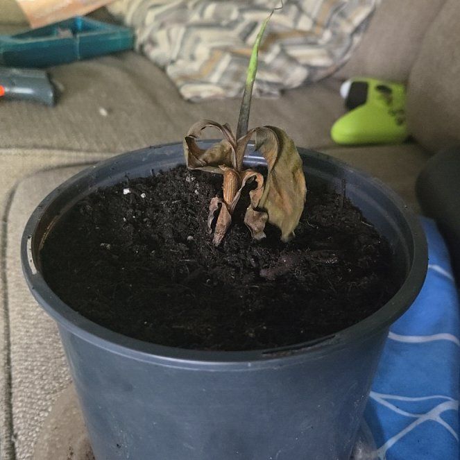 Photo of the plant species Banana Tree by @JauntySmokebush named Beyonce on Greg, the plant care app