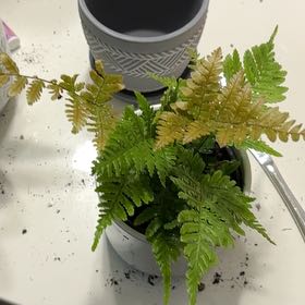 Photo of the plant species Autumn Fern by @Jjh1994 named Harper on Greg, the plant care app